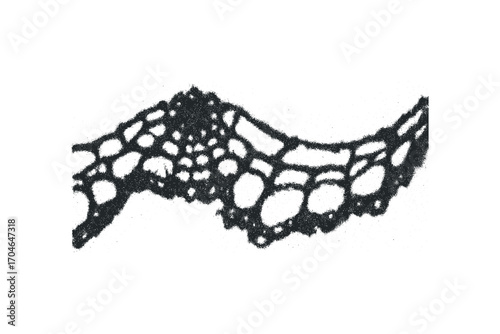 Microscopic view of plant cell walls. Vector hand drawn illustration