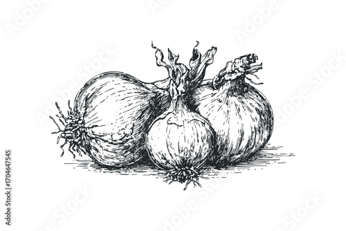 Sketch of three onions on transparent background. Vector hand drawn illustration