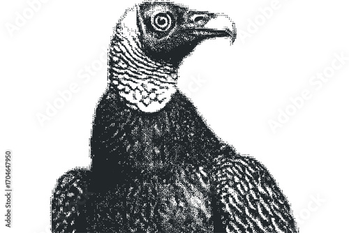 Bird of prey portrait, vulture head profile, stippled texture. Vector hand drawn illustration