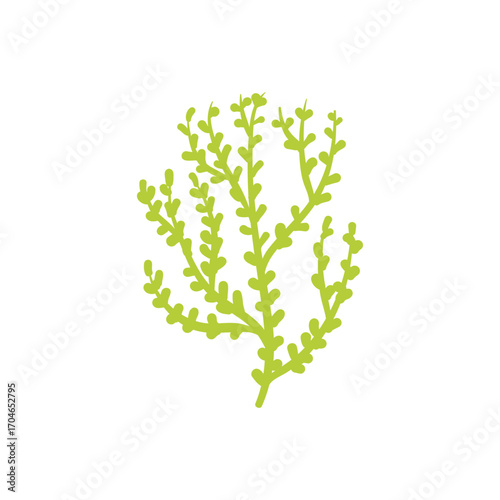 Seaweed logo EPS template icons vector illustration transparent background