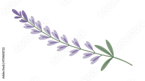 lavender