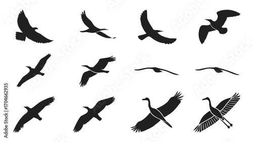 Twelve bird silhouettes in flight against black flying