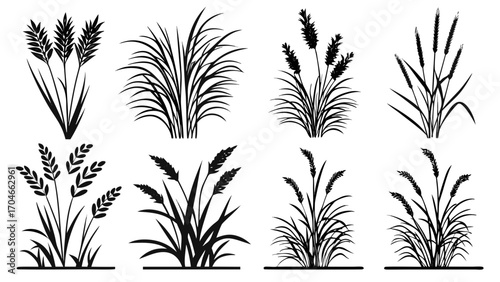 Silhouette Collection of Wheat and Grass Plants agriculture
