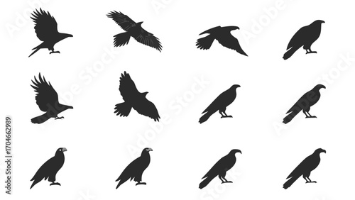 Collection of Bird Silhouettes in Various Poses hawk