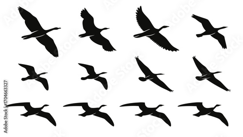 Silhouette Collection of Birds in Flight flying geese