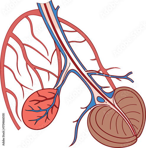 Male Reproductive System Anatomy Diagram Scientific Illustration of Testes and Blood Vessels Human Male Reproductive Organs with Vascular System Simple Diagram of the Male Genital Anatomy
