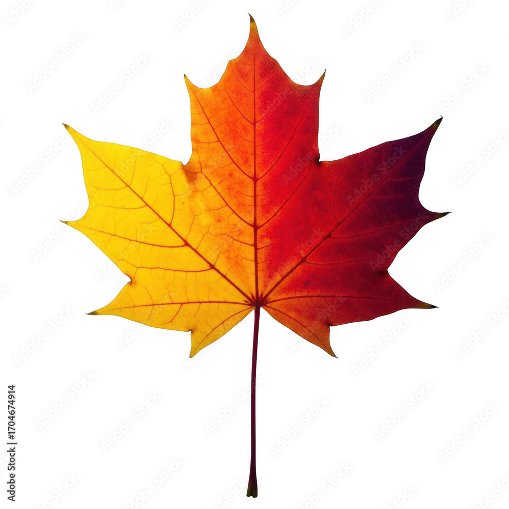 Obraz premium Vibrant autumn maple leaf with gradient colors isolated on transparent background