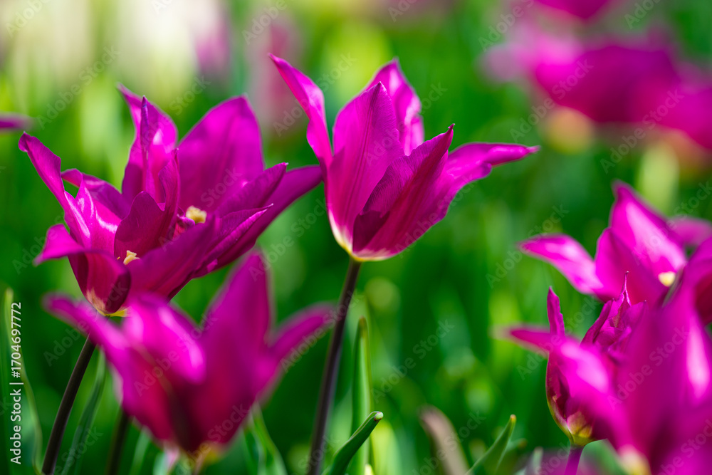 Fototapeta premium Pink spring flowers tulips. Spring background for Easter or Valentines Day. Beautiful bouquet of tulips in spring with blurred background. Bright purple color of blossom tulips. Violet Spring flower.