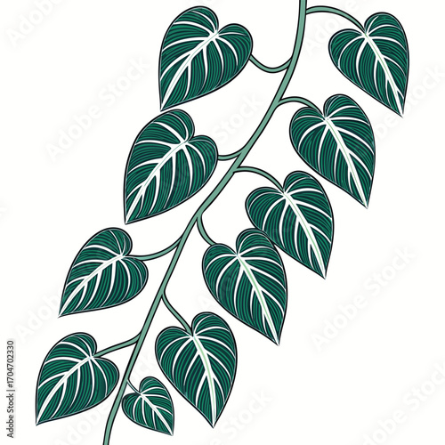 Illustrated tropical vine shows heart shaped striped leaves against a clean white background