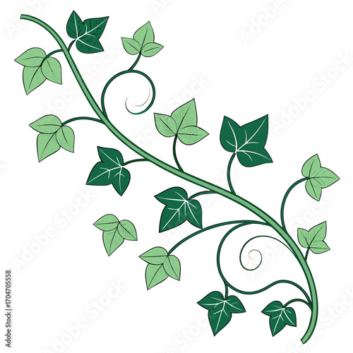 Isolated curly vine features light and dark green leaves creating a transparent background