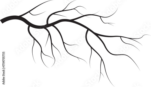 artery of blood on white background. 