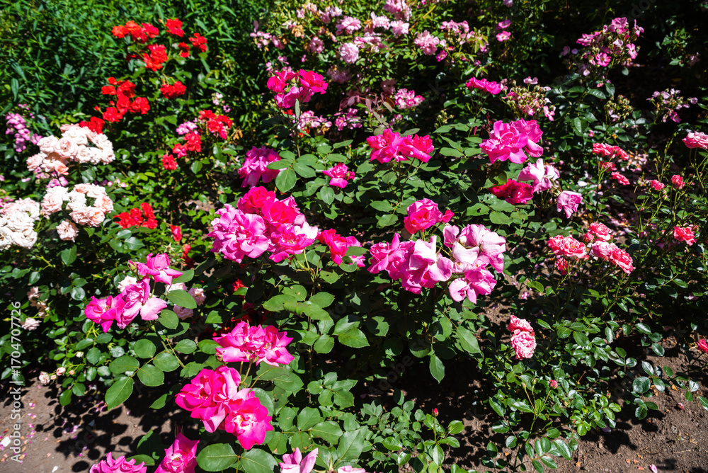 Obraz premium Clusters of Heidetraum roses bloom in vivid pink, with John Davis roses adding soft pink shades, a summer garden view beneath the clear blue sky.