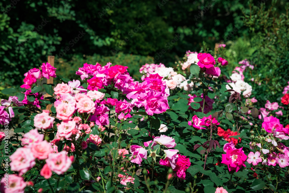 Fototapeta premium Bright pink shrub roses Rosa Gertrude Jekyll blooming in a summer garden with lush green foliage and vibrant colorful petals in natural sunlight