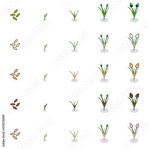 Vector pack showing plant growth stages from seeds to sprouts and flowering. Includes variations in seed color and sprout types, ideal for farming, gardening, or game assets.
