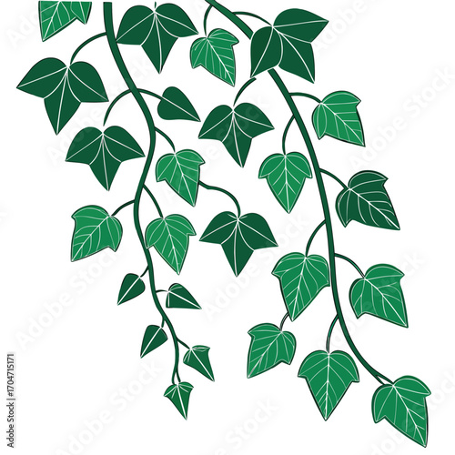 Two winding vines descend displaying vibrant green ivy foliage against a transparent backdrop