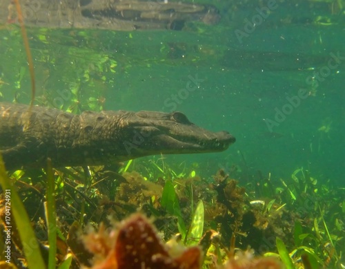 Crocodile underwater, aquatic plants