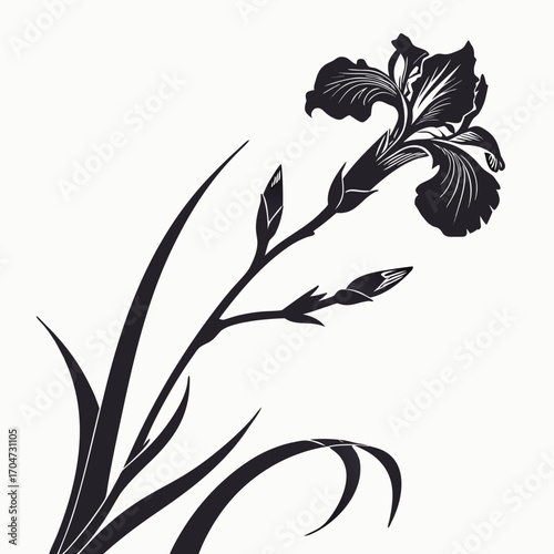 black and white dutch iris red ember