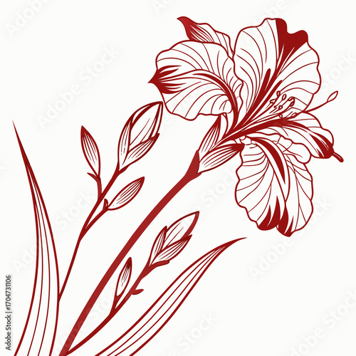 dutch iris red ember on white background 