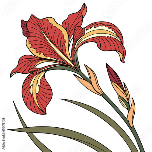 dutch iris red ember on white background 