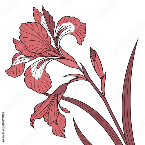 dutch iris red ember vector
