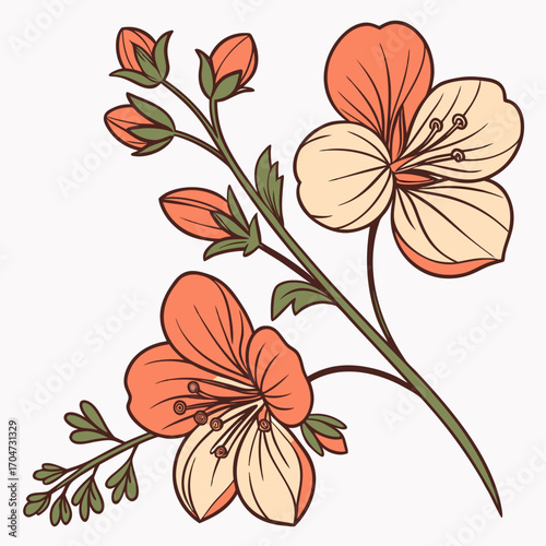 diascia perennial apricot queen vector