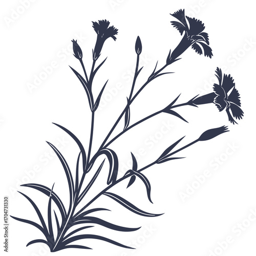 black and white dianthus deltoides arctic fire