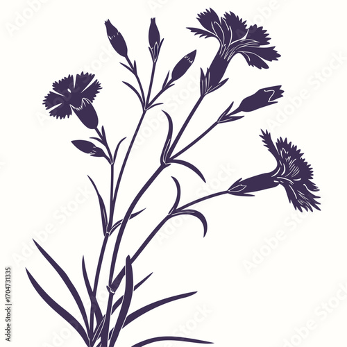 dianthus deltoides arctic fire on white background 