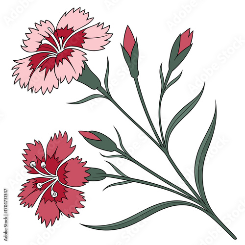 dianthus deltoides arctic fire vector