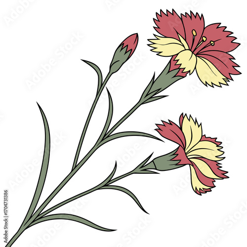dianthus deltoides arctic fire with leaves 