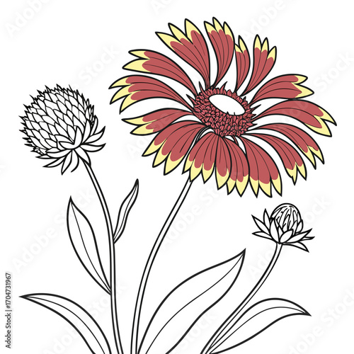 blanket gaillardia dakota reveille vector