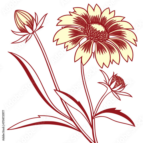 blanket gaillardia dakota reveille on white background 