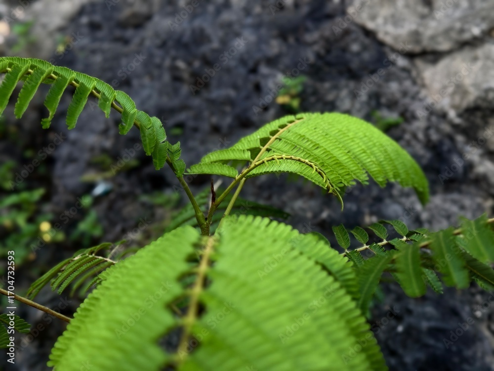 Fototapeta premium Vibrant Foliage Amidst Stone: The scene showcases vibrant green plant flourishing in front of grey stone, offering a striking contrast and celebrating the resilience and beauty of the natural world.