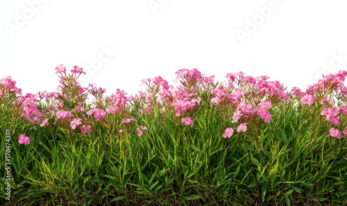 Pink flowers in a grassy border against white