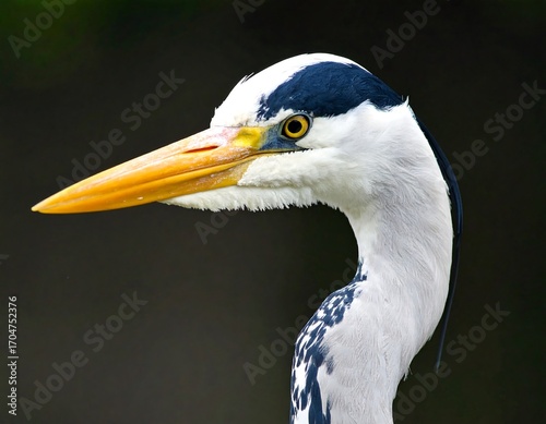 Close-up profile of a grey heron