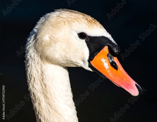 Close-up profile of a swan's head and neck