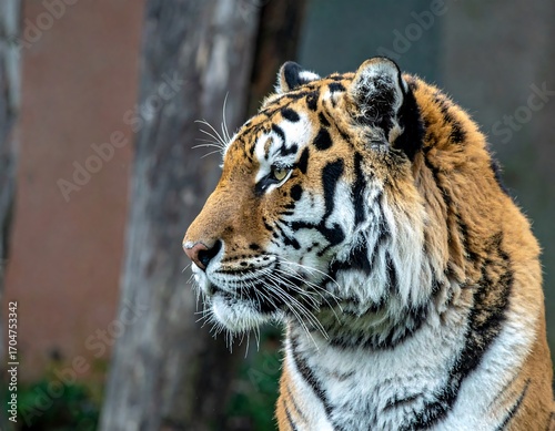Close-up profile of a tiger