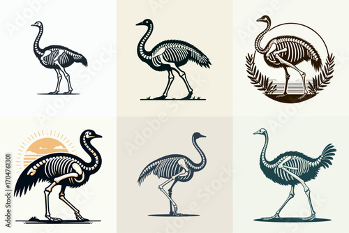 vector illustration of ostrich skeleton set