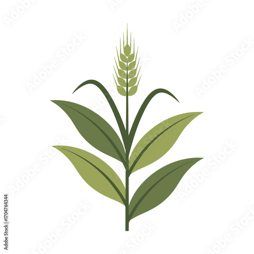Wheat Plant Illustration - A Symbol of Agriculture and Harvest.