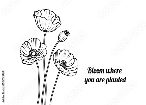 Elegant Poppy Flower Line Art with Motivational Quote Bloom Where You Are Planted Illustration