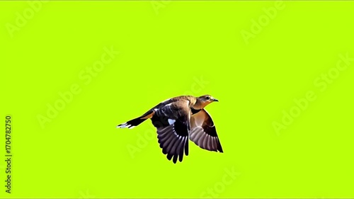 A bird with brown and black feathers in flight against a green background.