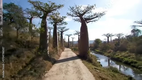 Sunlight path through baobab trees