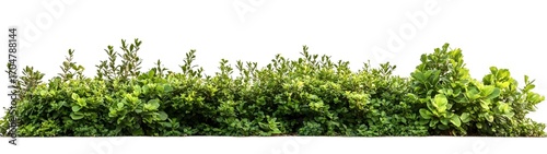 Lush Green Hedge Isolated on White Background