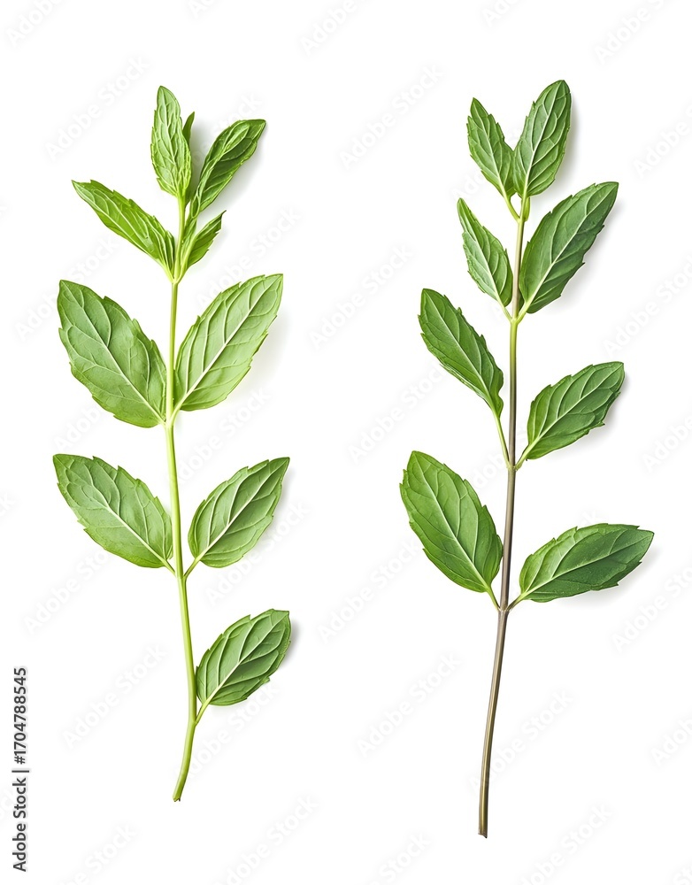 Naklejka premium Two Sprigs of Fresh Mint Isolated on White Background