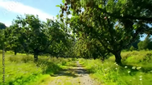 Sunlight through lush forest path