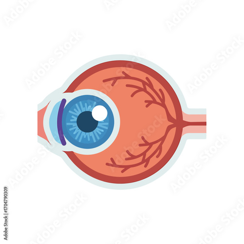 Anatomical illustration of a human eye, showcasing the cornea, iris, lens, and blood vessels within the eyeball.