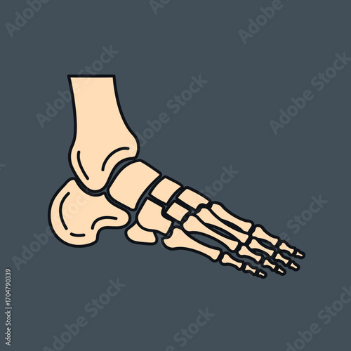 Simplified anatomical illustration of a human foot and ankle bones.