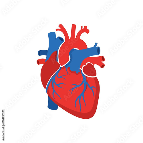 Colorful anatomical illustration of a human heart, highlighting major blood vessels.