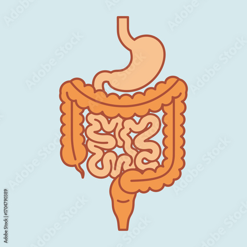 Simplified illustration of the human digestive system, showing stomach and intestines.