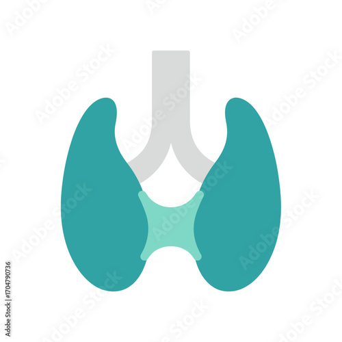 Simplified anatomical illustration of the human thyroid gland.