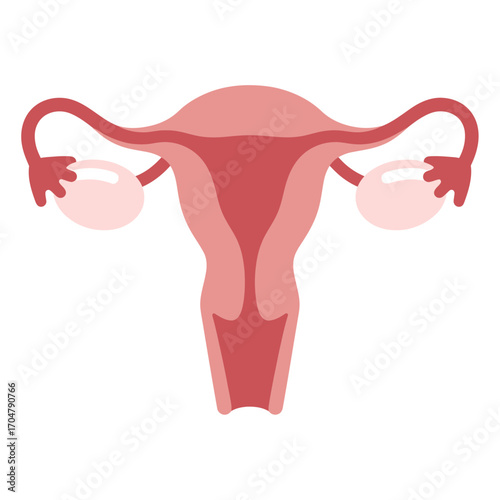 Simplified anatomical illustration of the female reproductive system, showcasing the uterus, fallopian tubes, and ovaries.